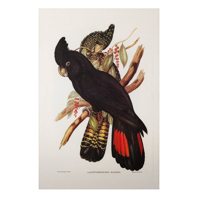 Billeder blomster Vintage Illustration Black Cockatoo Black Gold