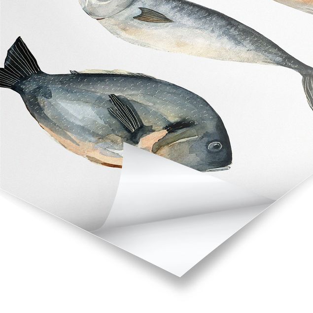 Billeder Four Fish In Watercolour I