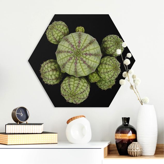 køkken dekorationer Euphorbia - Spurge Urchins