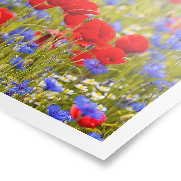Plakater kunsttryk Summer Meadow With Poppies And Cornflowers
