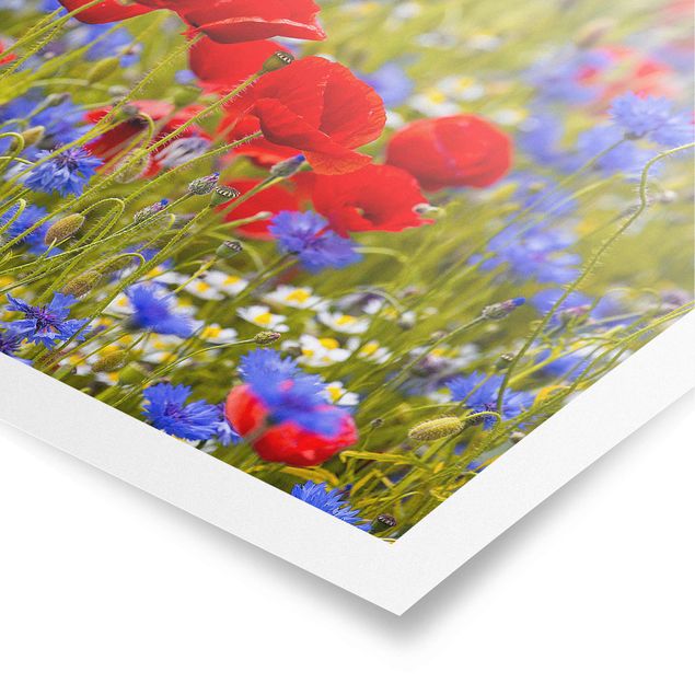 Plakater kunsttryk Summer Meadow With Poppies And Cornflowers