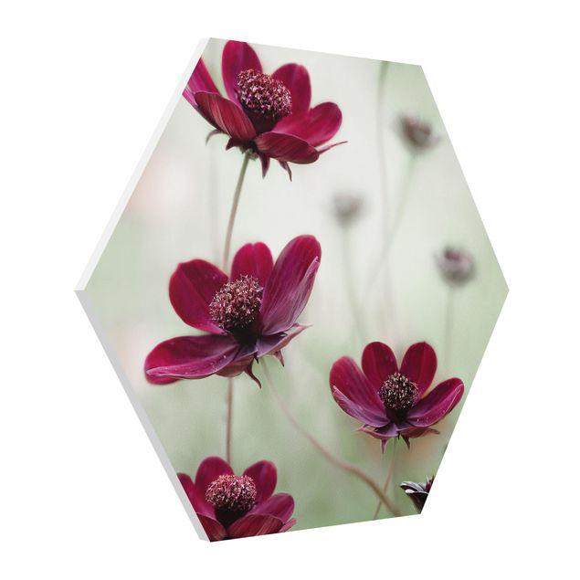 Billeder moderne Pink Cosmos Flower