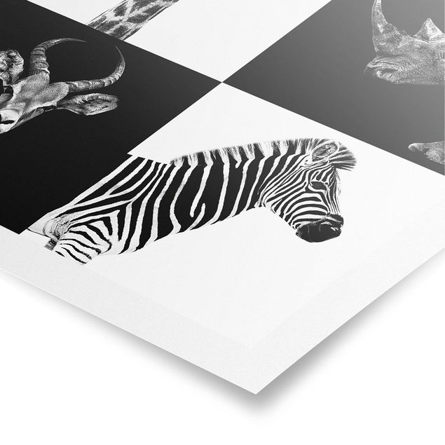 Plakater sort og hvid Safari Quartet