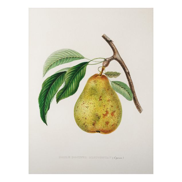 Billeder frugt Botany Vintage Illustration Yellow Pear