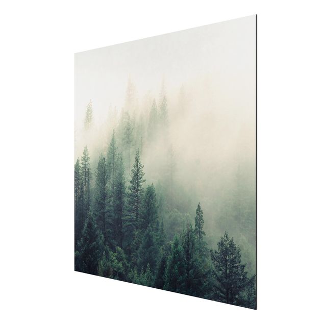 Billeder landskaber Foggy Forest Awakening