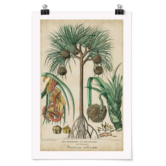 Billeder blomster Vintage Board Exotic Palms I