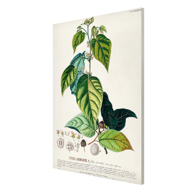 Billeder blomster Vintage Botanical Illustration Cocoa