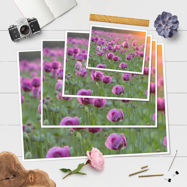 Billeder Purple Poppy Flower Meadow In Spring