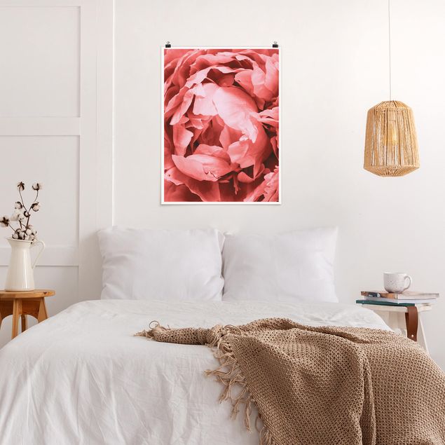 Plakater blomster Peony Blossom Coral