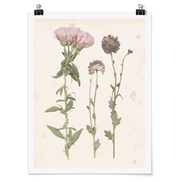 Billeder blomster Herbarium In Pink III