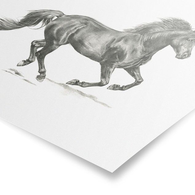 Plakater dyr Wild Horse Trial - Stallion