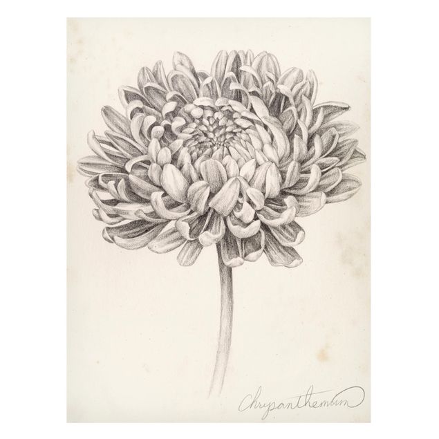 Magnettavler blomster Botanical Study Chrysanthemum II