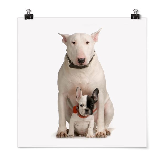 Plakater dyr Bull Terrier and Friend