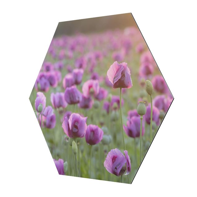 Billeder lilla Purple Poppy Flower Meadow In Spring