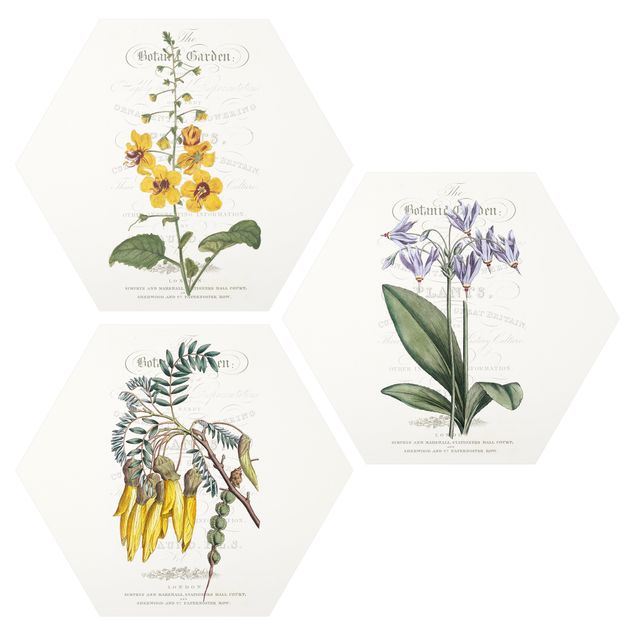 Billeder retro Botanical Tableau Set I