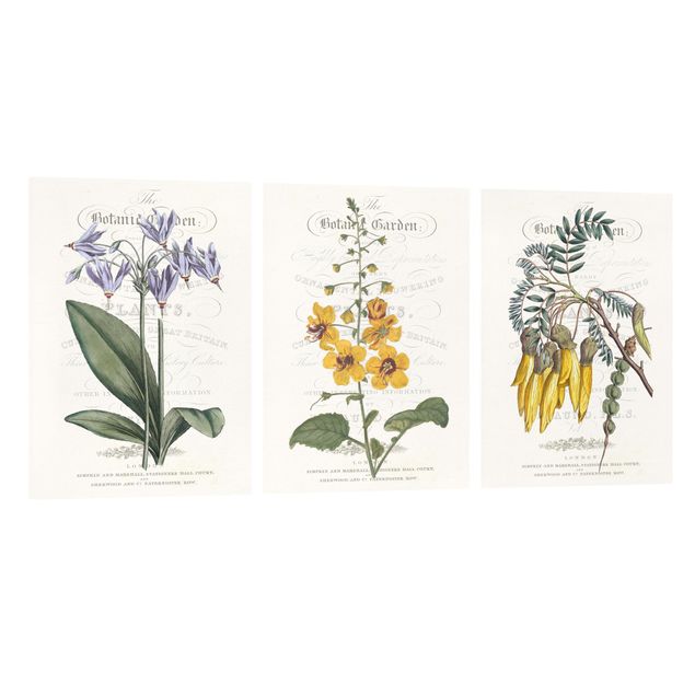 Billeder blomster Botanical Tableau Set I