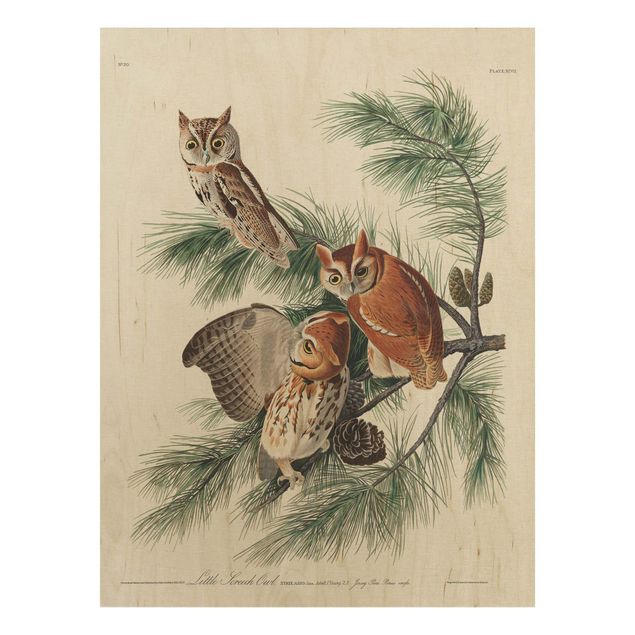 Prints på træ landskaber Vintage Board Screech Owl