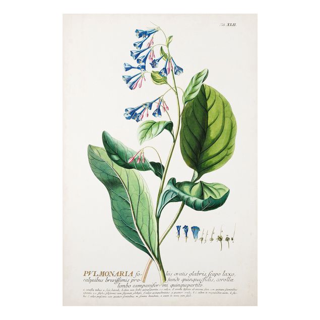 Billeder krydderier Vintage Botanical Illustration Lungwort