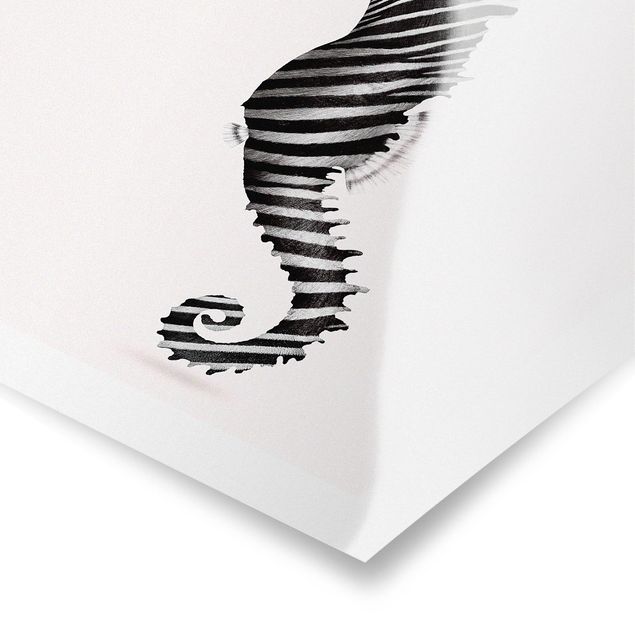 Plakater sort og hvid Seahorse With Zebra Stripes