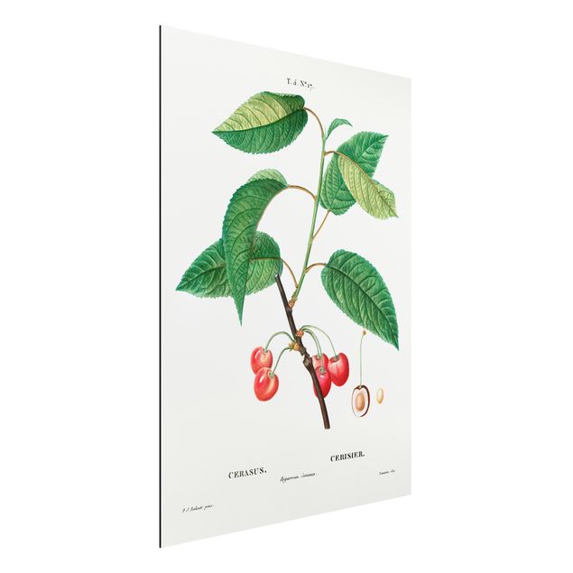 køkken dekorationer Botany Vintage Illustration Red Cherries