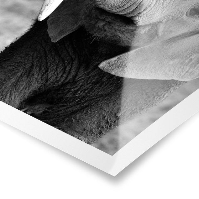 Billeder sort og hvid Baby Elephant