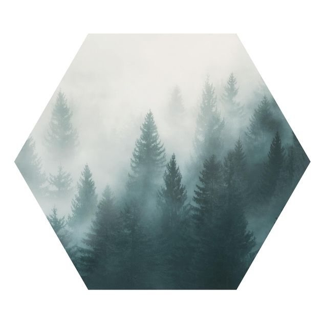 Billeder moderne Coniferous Forest In Fog