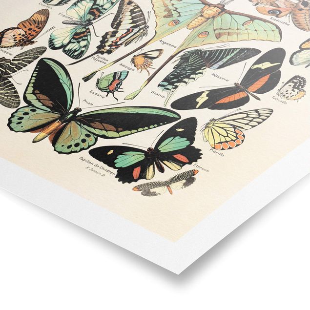 Billeder retro Vintage Board Butterflies And Moths