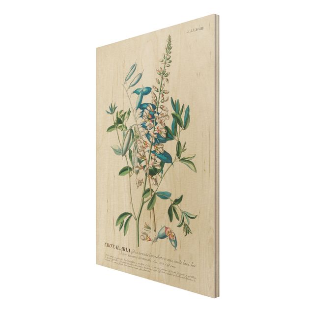 Prints på træ vintage Vintage Botanical Illustration Legumes