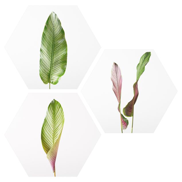Billeder moderne Large Leaves Calathea Ornata