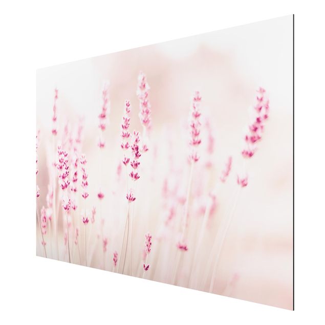 Billeder blomster Pale Pink Lavender