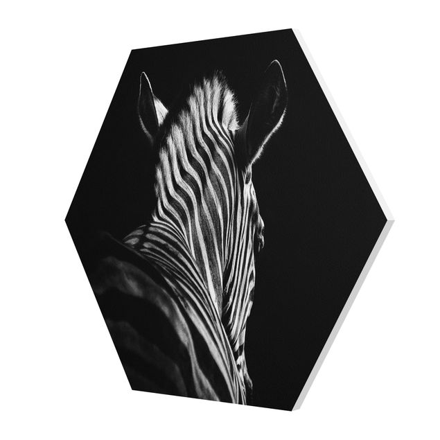 Billeder sort og hvid Dark Zebra Silhouette