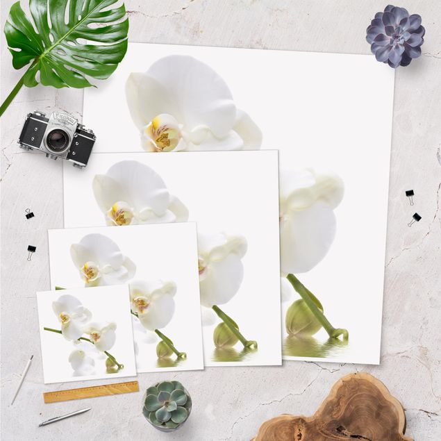 Plakater White Orchid Waters