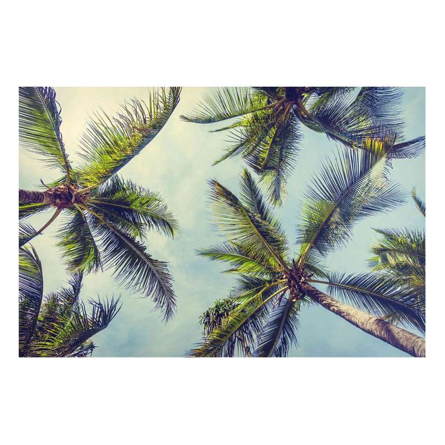 Billeder landskaber The Palm Trees