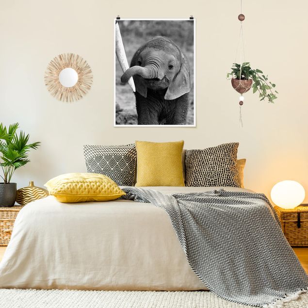 Plakater sort og hvid Baby Elephant