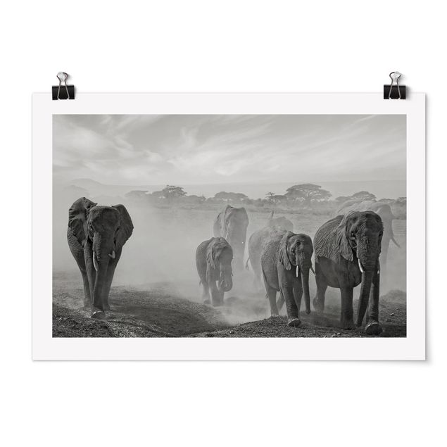 Plakater sort og hvid Herd Of Elephants