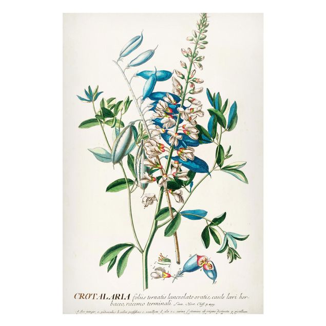Magnettavler blomster Vintage Botanical Illustration Legumes