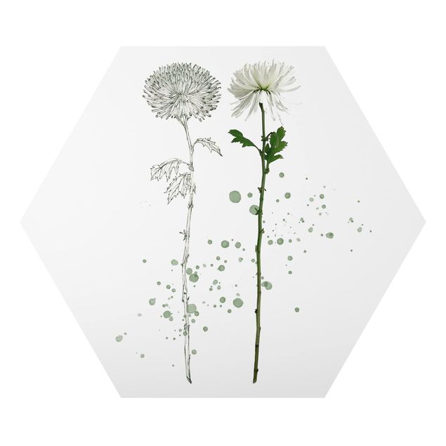 Billeder moderne Botanical Watercolour - Dandelion