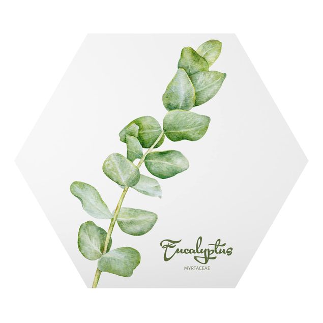 Billeder Watercolour Botany Eucalyptus