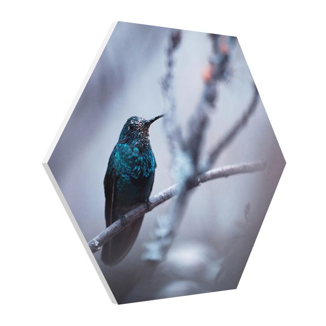 Billeder dyr Hummingbird In Winter