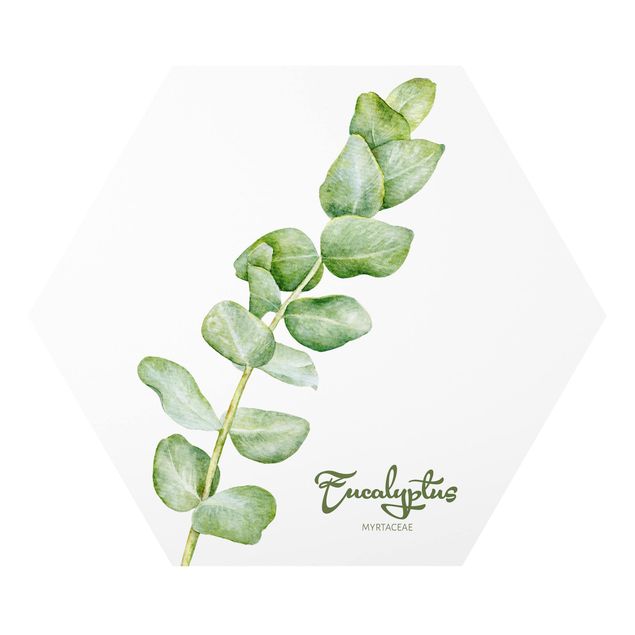 Forex Watercolour Botany Eucalyptus