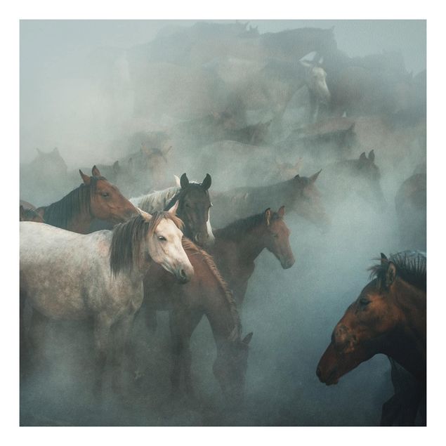 Billeder heste Wild Horses
