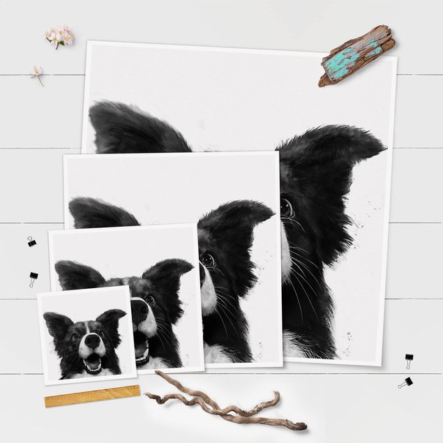 Billeder Illustration Dog Border Collie Black And White Painting