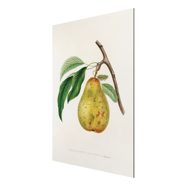 Billeder blomster Botany Vintage Illustration Yellow Pear