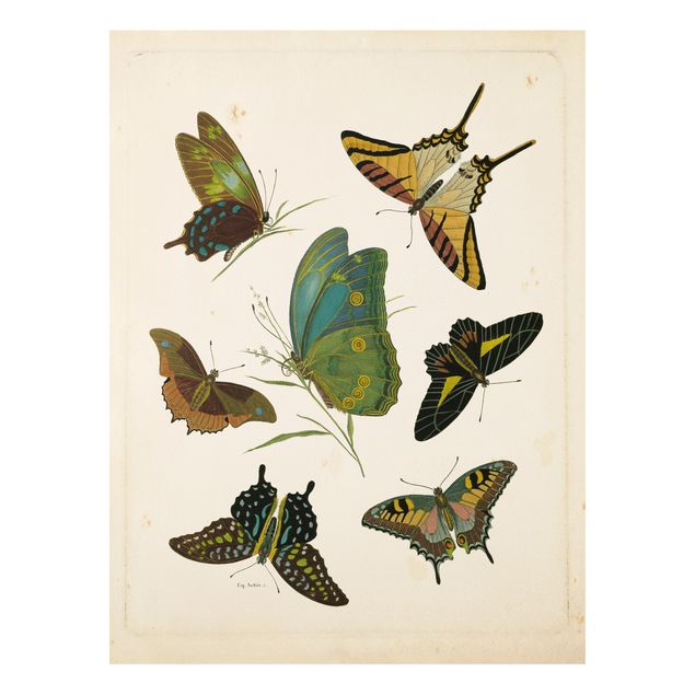 Billeder sommerfugle Vintage Illustration Exotic Butterflies