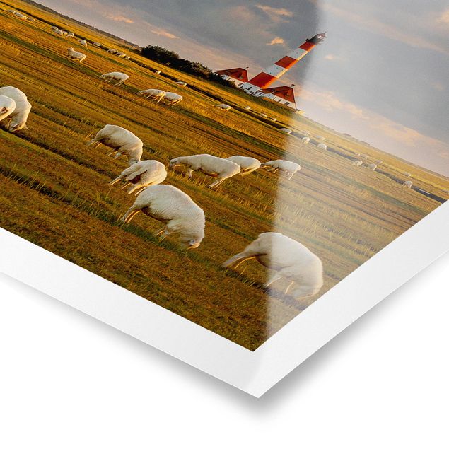 Plakater strande North Sea Lighthouse With Flock Of Sheep