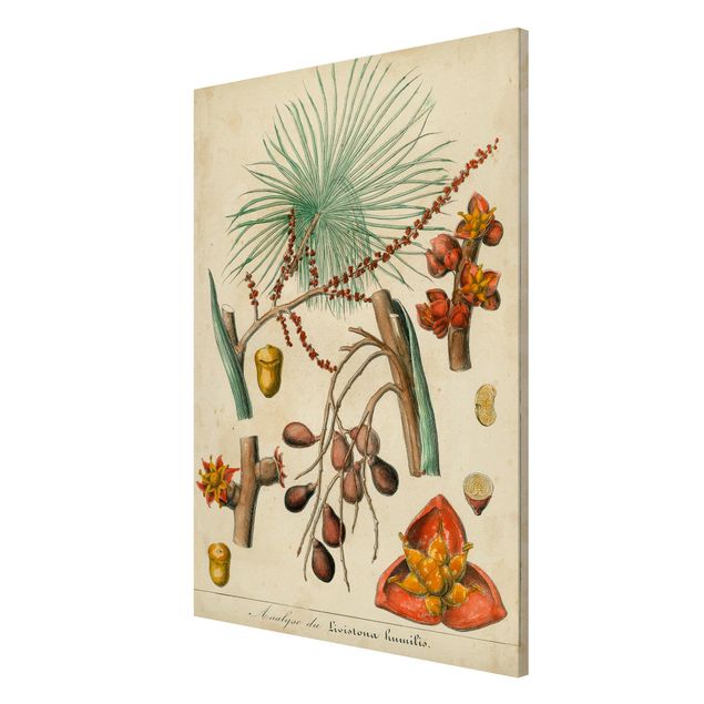 Billeder blomster Vintage Board Exotic Palms III