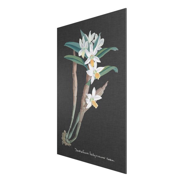 Billeder blomster White Orchid On Linen I