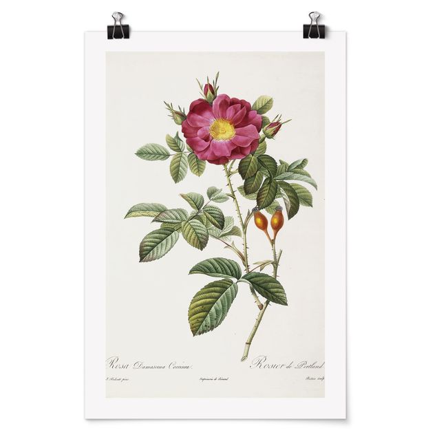 Billeder blomster Pierre Joseph Redoute - Portland Rose
