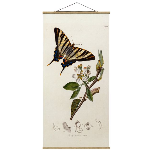 Billeder blomster John Curtis - A Scarce Swallow-Tail Butterfly