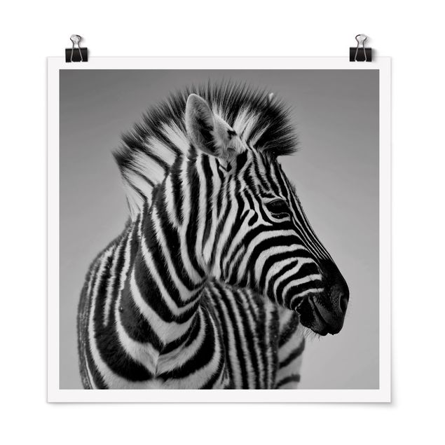 Plakater sort og hvid Zebra Baby Portrait II